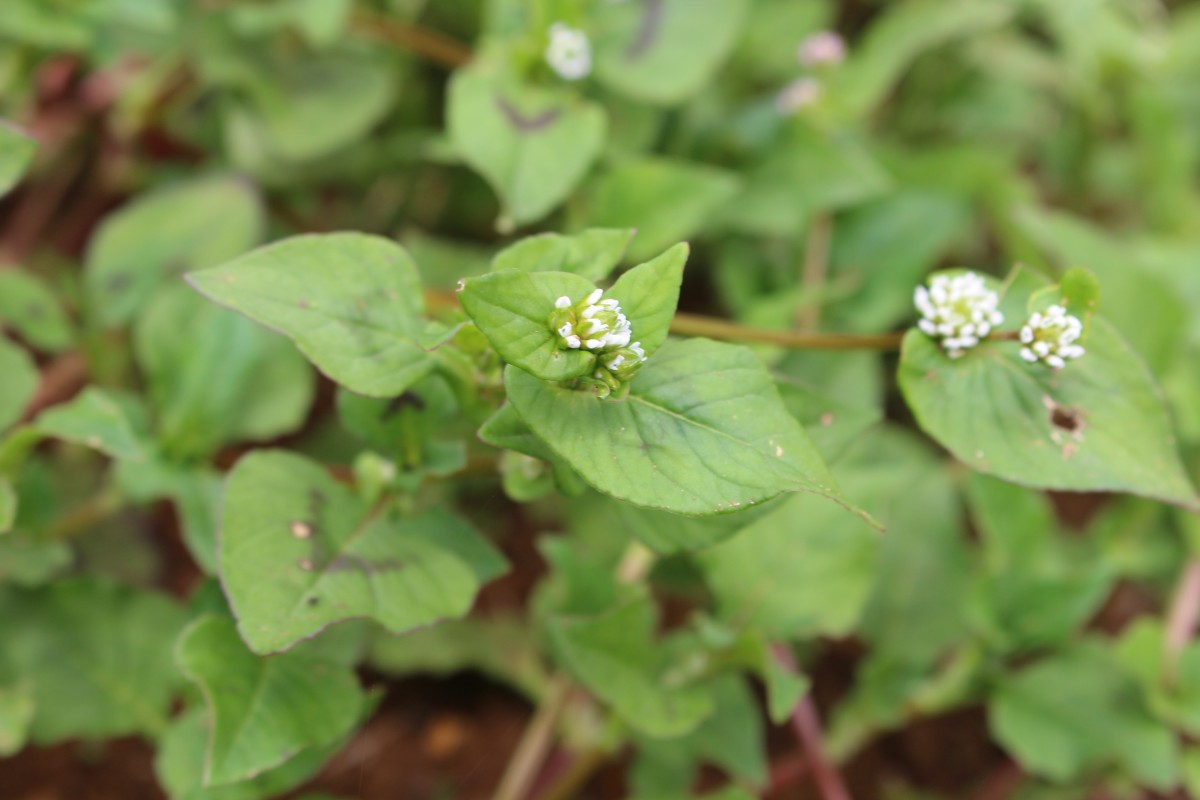 Persicaria nepalensis (Meisn.) H.Gross